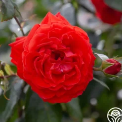 Salita™><noscript><img width=
