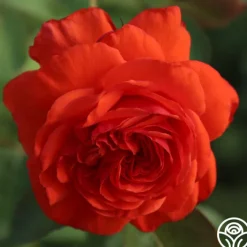 Salita™><noscript><img width=