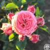 Salmon Abundance™>Heirloom Roses Online