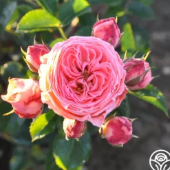 Salmon Abundance™>Heirloom Roses Online