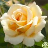 Sand Castle>Heirloom Roses Best