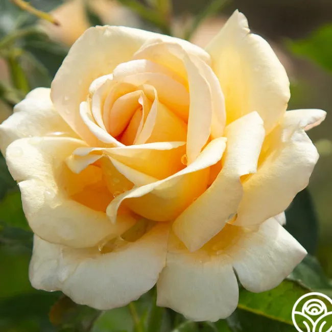 Sand Castle>Heirloom Roses Best