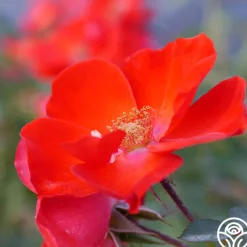 Sarabande®>Heirloom Roses New