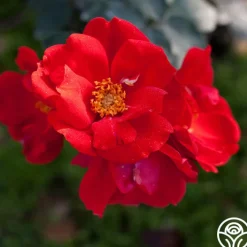 Sarabande®>Heirloom Roses New