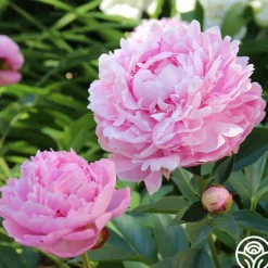 Sarah Bernhardt>Heirloom Roses Online