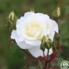 Saratoga>Heirloom Roses Online