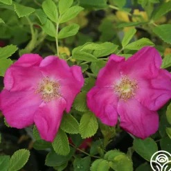 Scabrosa>Heirloom Roses Online