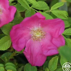 Scabrosa>Heirloom Roses Online