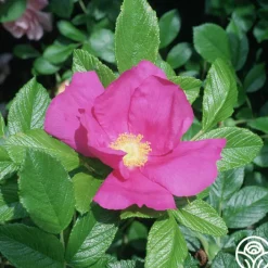 Scabrosa><noscript><img width=