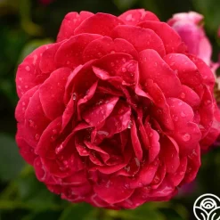Scarlet Velvet™>Heirloom Roses Online