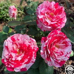 Scentimental™>Heirloom Roses