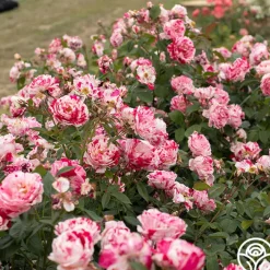 Scentimental™><noscript><img width=
