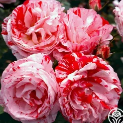 Scentimental™><noscript><img width=
