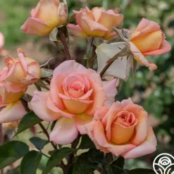 Scent-Sation>Heirloom Roses Hot
