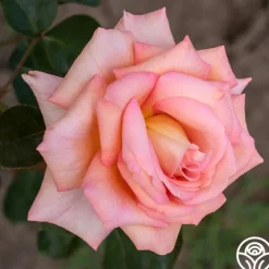 Scent-Sation><noscript><img width=