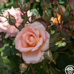 Scent-Sation><noscript><img width=