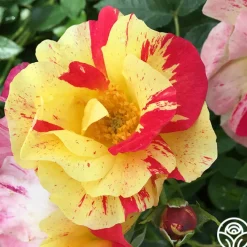 School Spirit>Heirloom Roses Sale