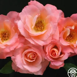 Sea Pearl>Heirloom Roses Discount