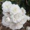 Seafoam>Heirloom Roses Sale