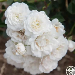 Seafoam>Heirloom Roses Sale