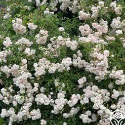 Seafoam>Heirloom Roses Sale