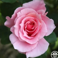 September Song>Heirloom Roses Hot
