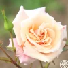 Serendipity™>Heirloom Roses Best