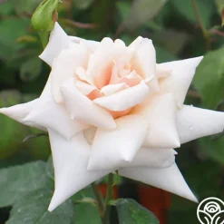 Serendipity™>Heirloom Roses Best