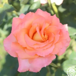 Seventh Heaven>Heirloom Roses Sale