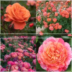 Shade-Tolerant Collection>Heirloom Roses Hot