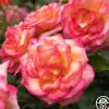 Sheila's Perfume>Heirloom Roses Outlet