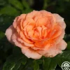 Shining Light™>Heirloom Roses Outlet