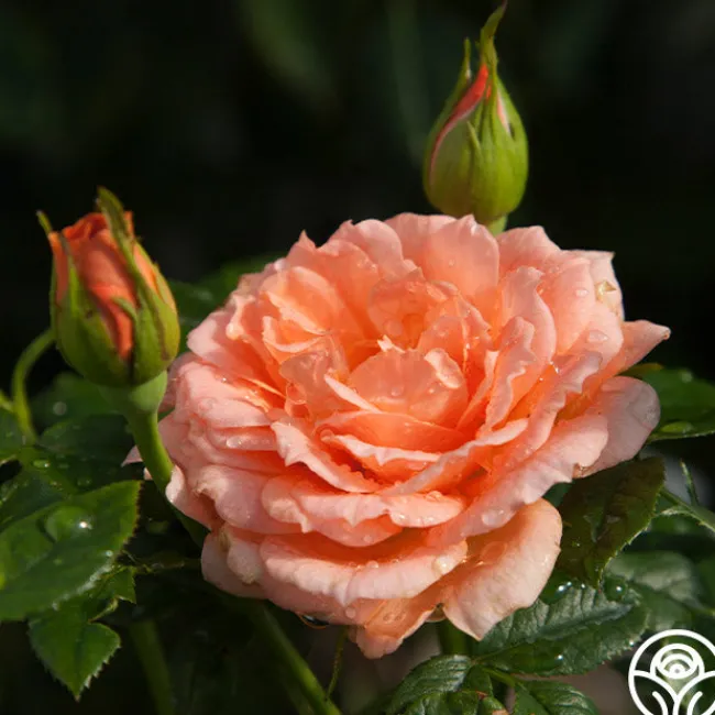 Shining Light™>Heirloom Roses Outlet