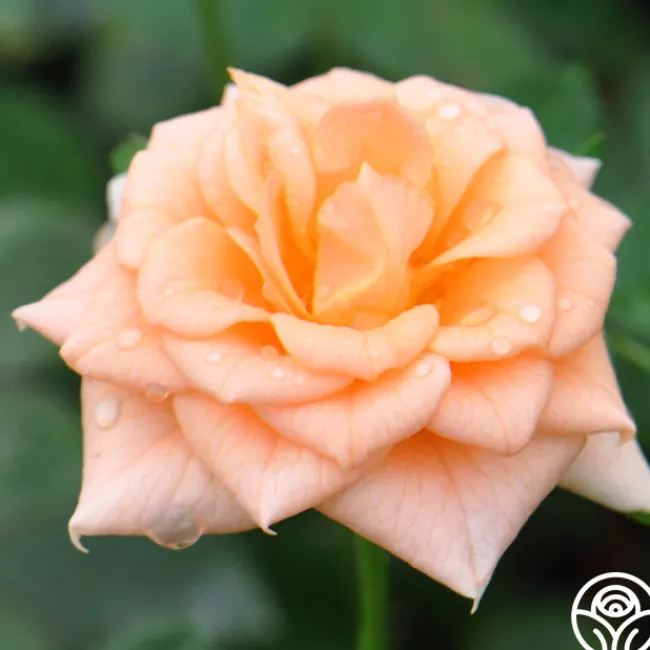 Shining Light™>Heirloom Roses Outlet