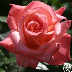 Silver Jubilee®>Heirloom Roses Discount