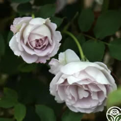 Silver Shadows>Heirloom Roses Hot