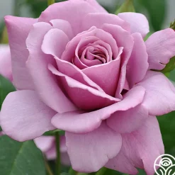 Silver Star ™>Heirloom Roses Online
