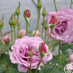 Silver Star ™>Heirloom Roses Online