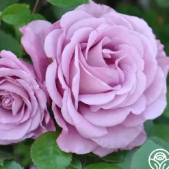 Singin' The Blues>Heirloom Roses