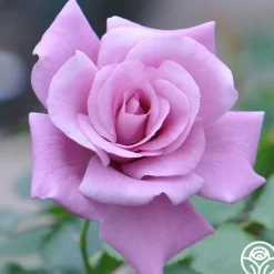 Singin' The Blues>Heirloom Roses