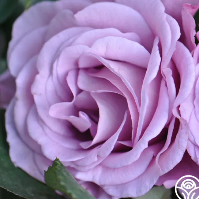 Singin' The Blues>Heirloom Roses