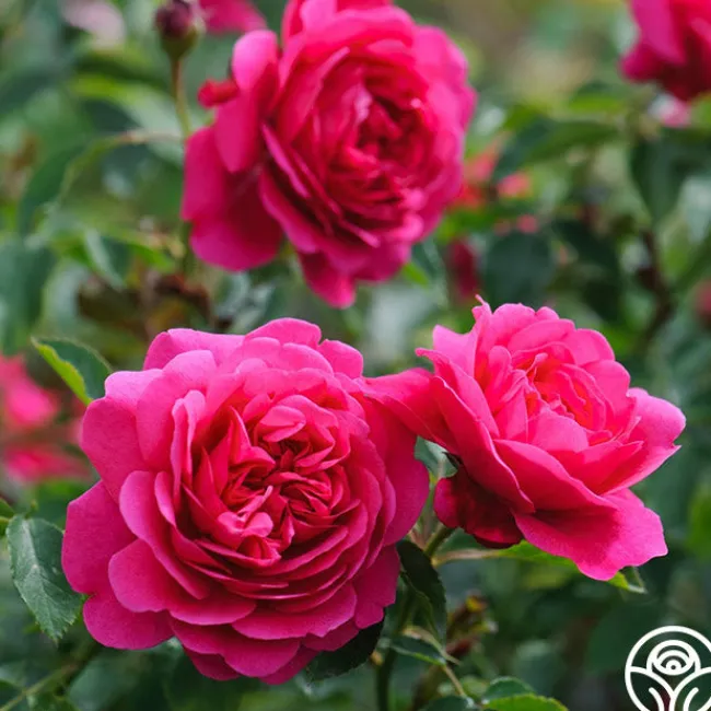 Sir John Betjeman>Heirloom Roses Sale