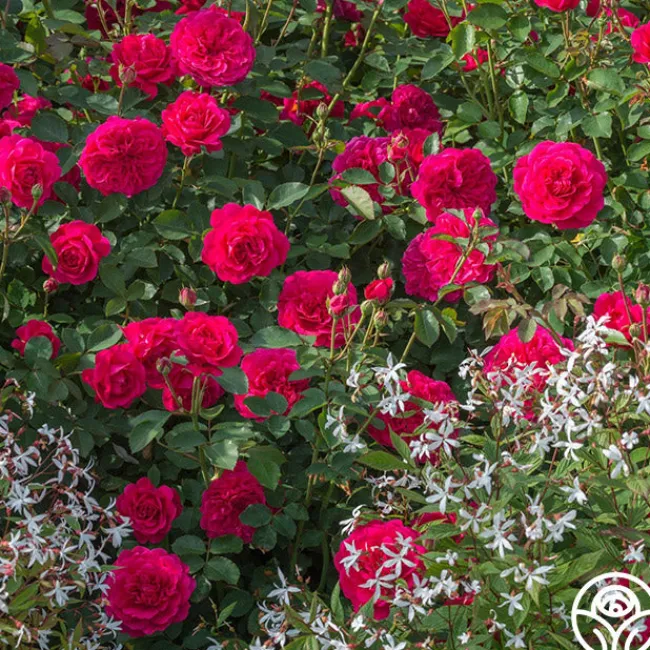 Sir John Betjeman>Heirloom Roses Sale