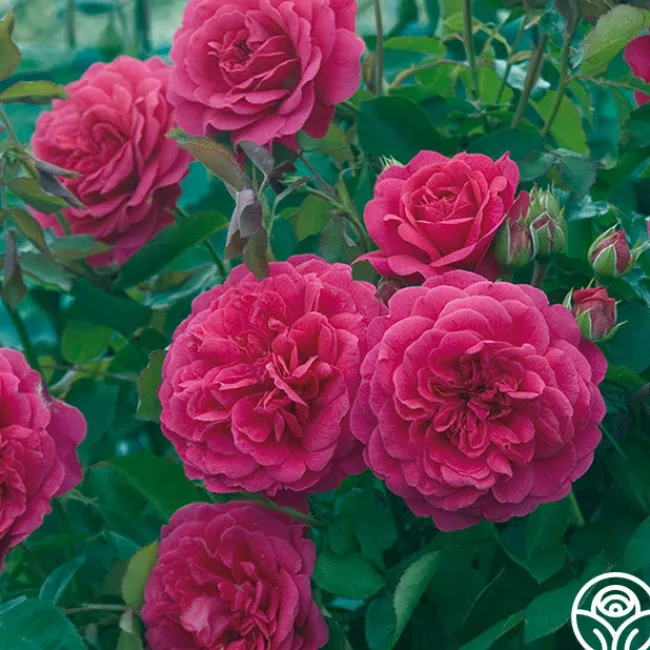 Sir John Betjeman>Heirloom Roses Sale