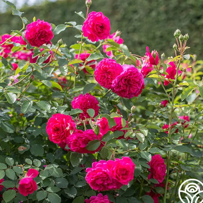 Sir John Betjeman>Heirloom Roses Sale