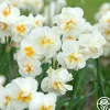 Sir Winston Churchill>Heirloom Roses Best