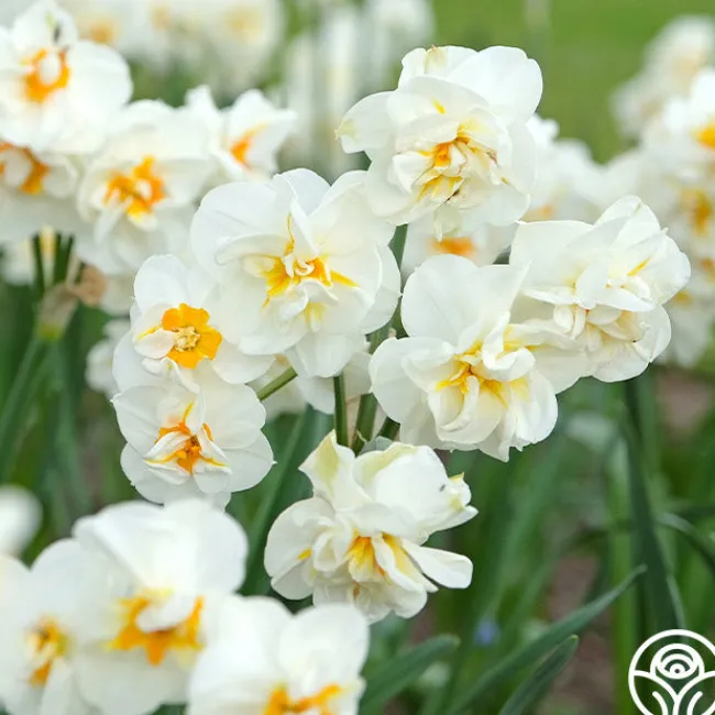 Sir Winston Churchill>Heirloom Roses Best