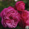 Sister Emmanuelle™>Heirloom Roses Online