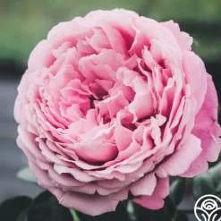 Sister Emmanuelle™><noscript><img width=