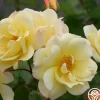 Sky's The Limit™>Heirloom Roses Best